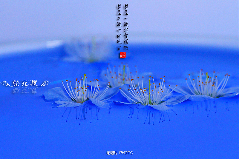 梨花渡（图ZNTM4NzM4MA==） - 风光摄影 - 站酷设计师老唱片原创素材 - 站酷ZCOOL