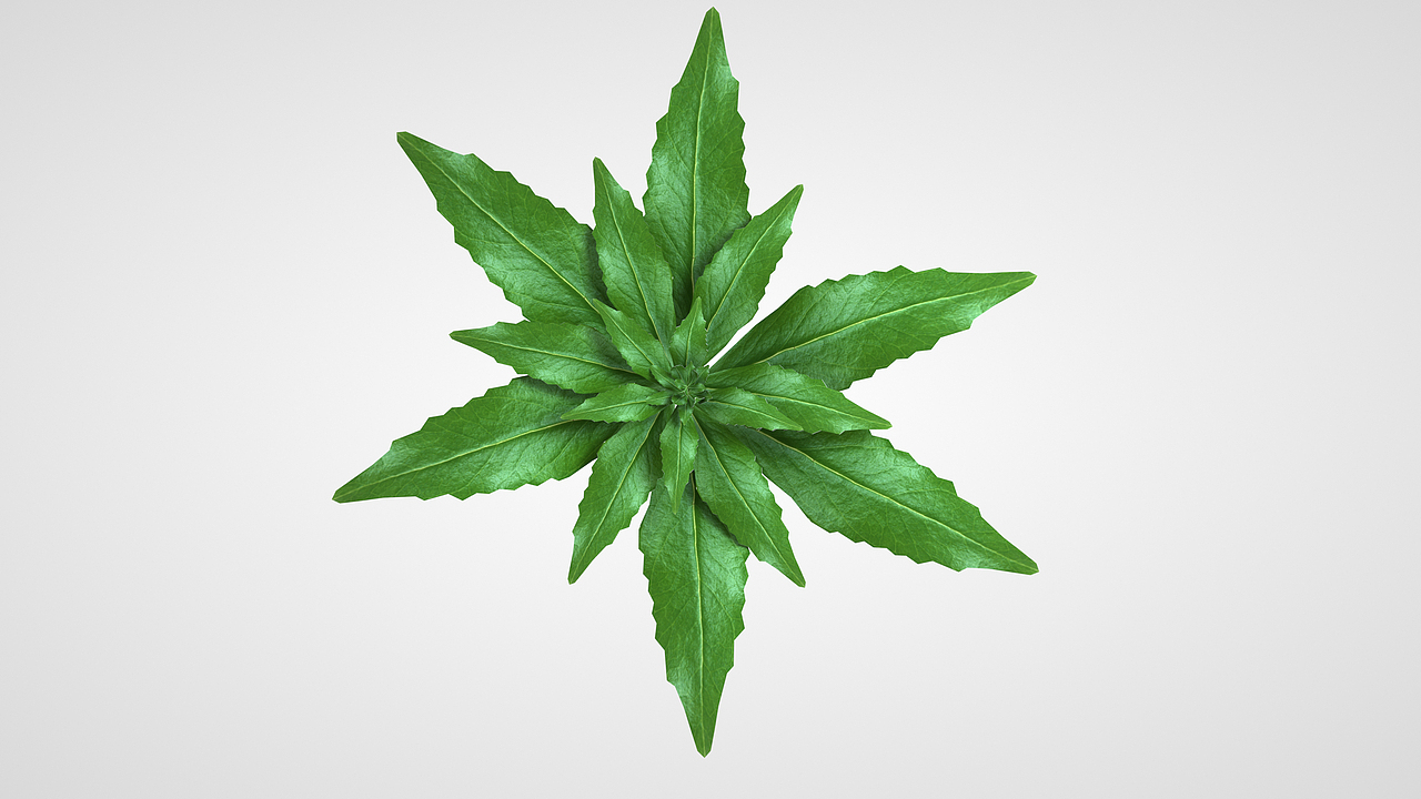 高钙菜建模渲染