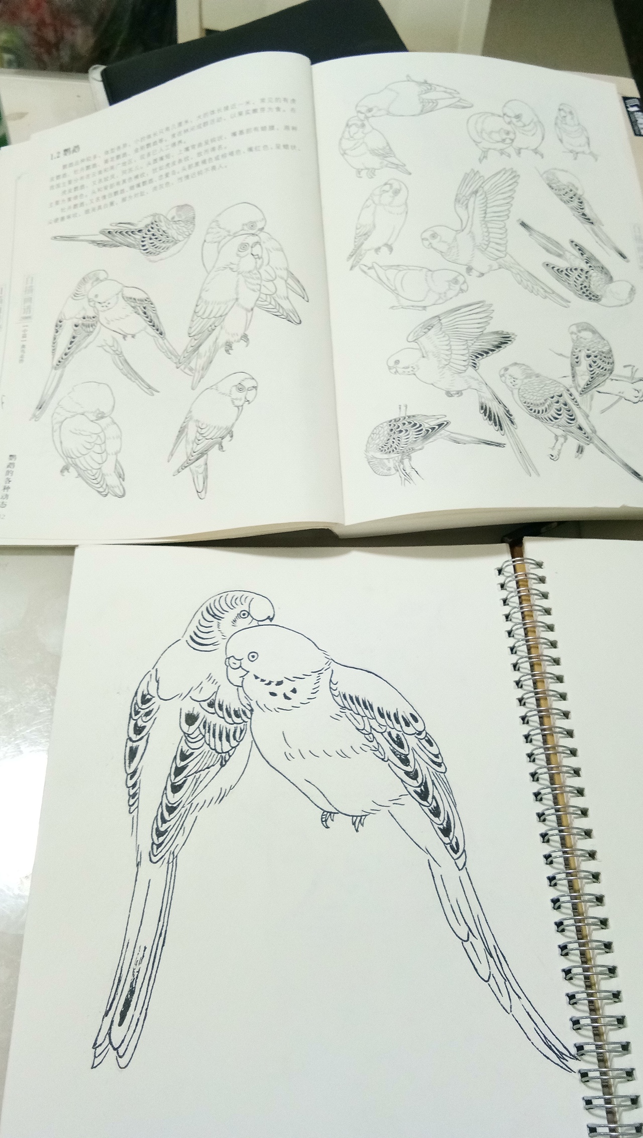 日常练习白描,希望大家多多指教,谢谢