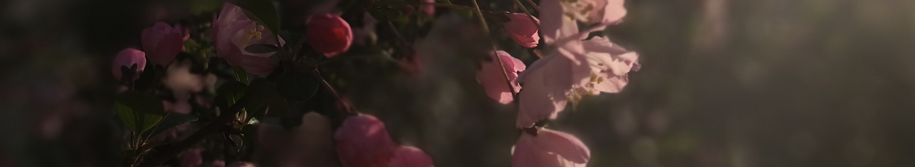 龍銜堂的個人主頁（背景預(yù)覽） - 主頁背景設(shè)置 - 站酷設(shè)計師龍銜堂原創(chuàng)素材 - 站酷ZCOOL