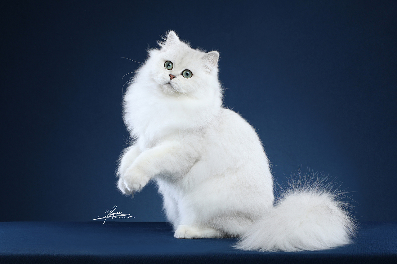 长毛猫|摄影|宠物摄影|amyworks赛猫摄影 - 原创作品 - 站酷 (zcool)