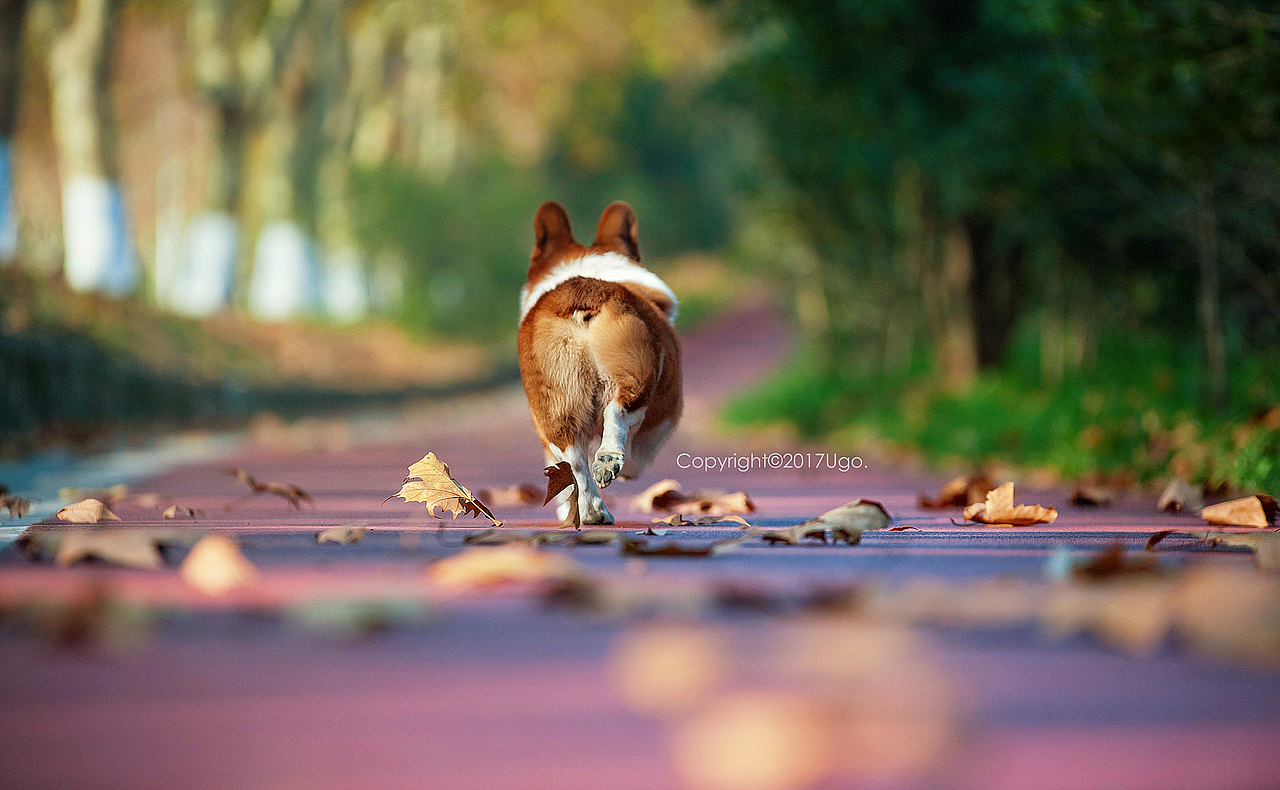 walk alone独行 【动物摄影师何某某个人作品18】