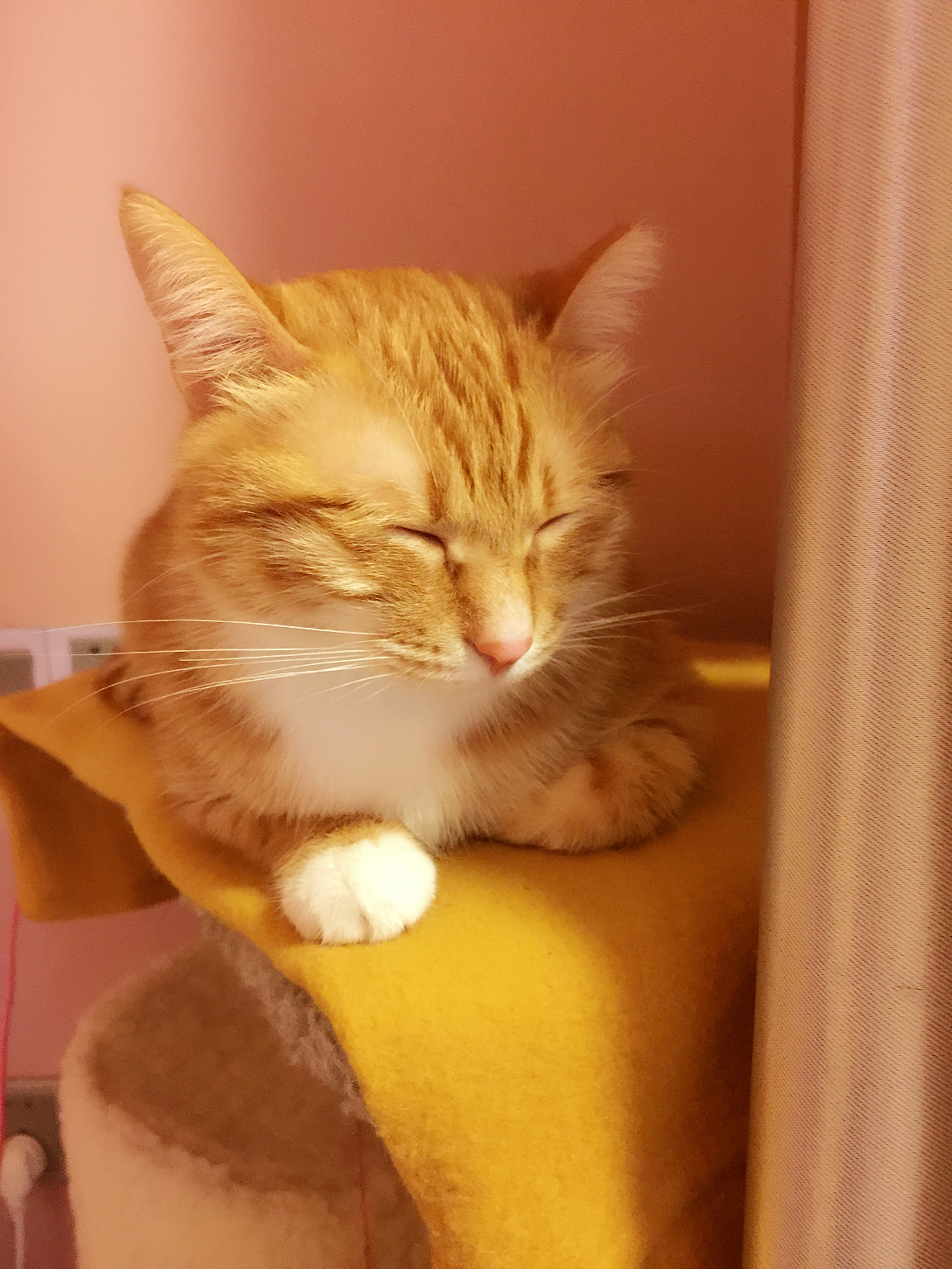 从前一只傲娇的猫叫咪傻~~~