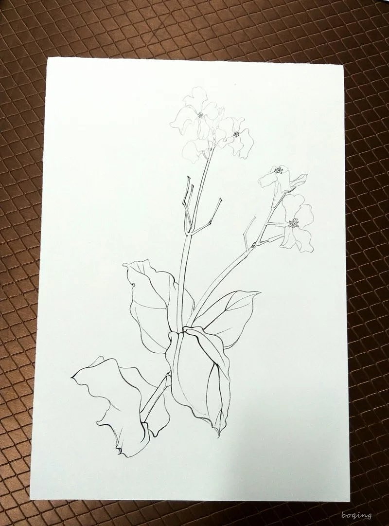 手绘线描 — 植物