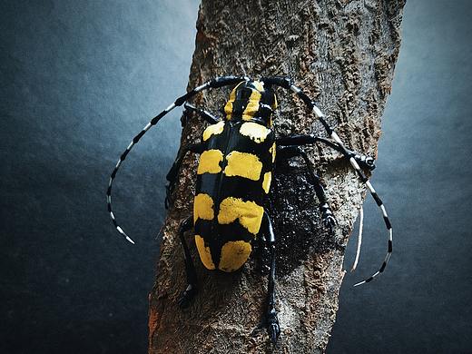 昆虫标本~楝星天牛