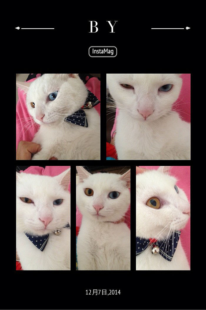 by（图ZMjI0NzE1ODQ=） - 宠物摄影 - 站酷设计师argenn原创素材 - 站酷ZCOOL