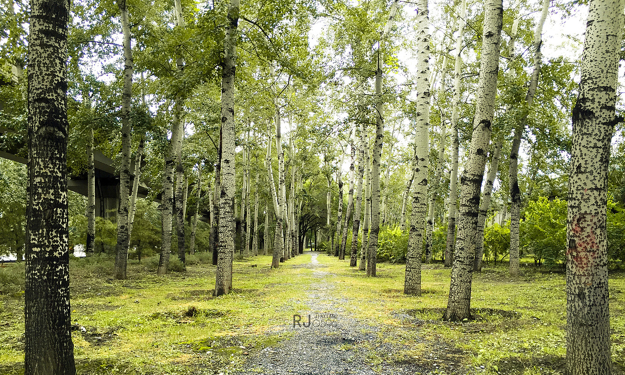 望京马路边上一小丛林,硬是调成了咸菜色