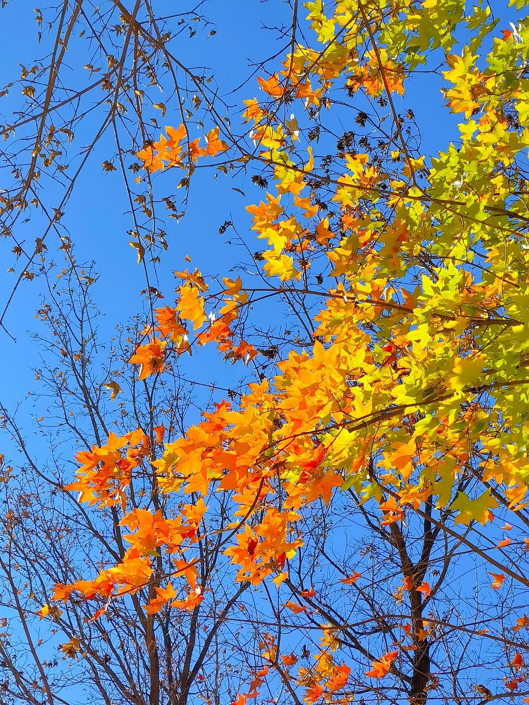 冬是慢入的,但冷却是突然的…