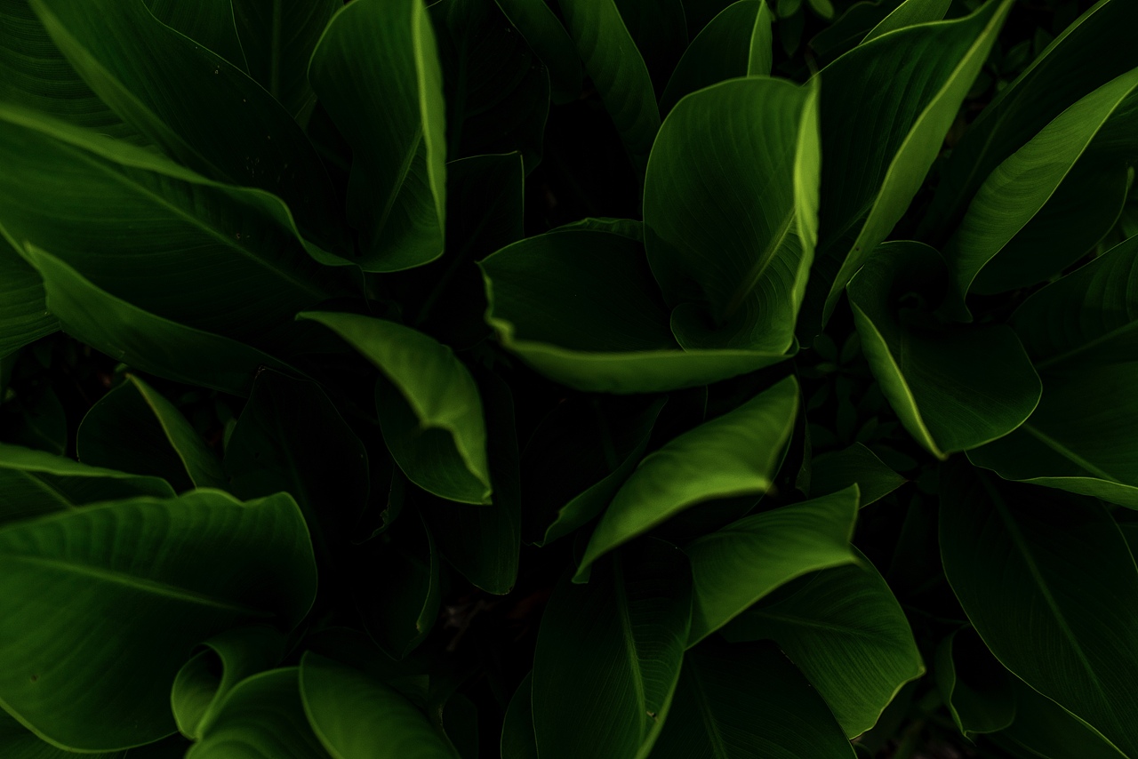 金沙湖公园一期(护眼色)