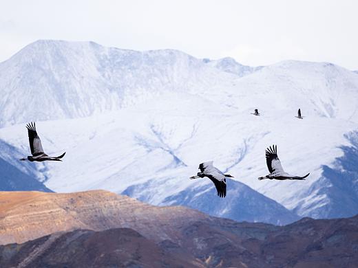 西藏 | 潔白的仙鶴，請(qǐng)借我一雙翅膀（個(gè)人主頁(yè)-ZNTc1NDUwMDQ=） - 風(fēng)光攝影 - 站酷設(shè)計(jì)師藏熬學(xué)長(zhǎng)原創(chuàng)素材 - 站酷ZCOOL