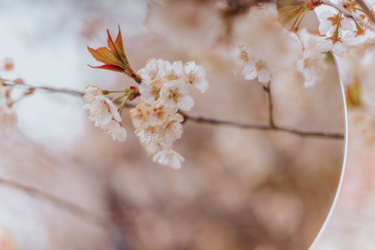 青岛樱花季摄影（图ZMzM1MTM1ODI4） - 人像摄影 - 站酷设计师沐风视觉原创素材 - 站酷ZCOOL