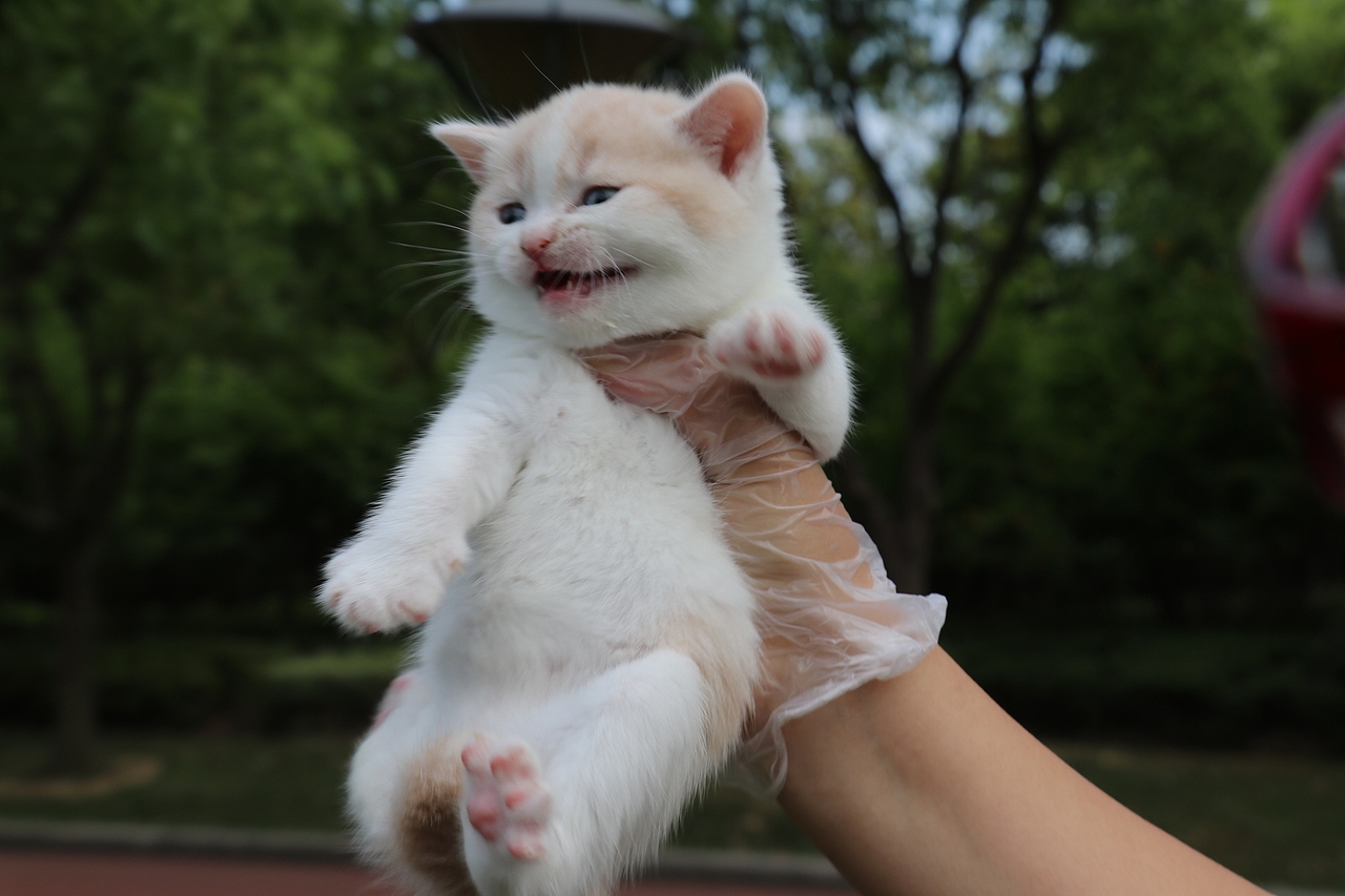 双血统英短\0508英短乳白梵公-熊二-27day450g