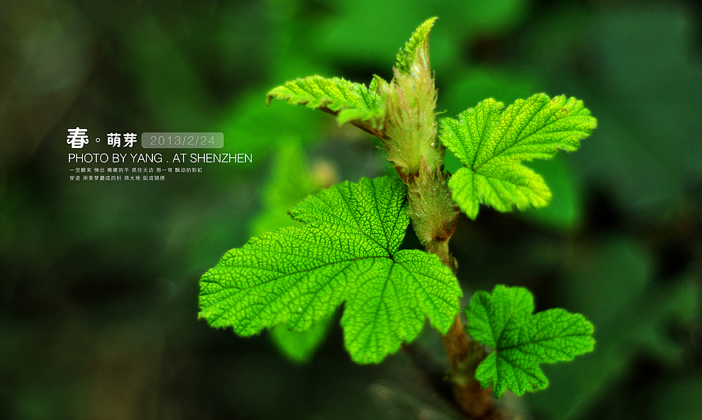 春·萌芽（图ZODQyMzYxMg==） - 风光摄影 - 站酷设计师szuedu2005原创素材 - 站酷ZCOOL