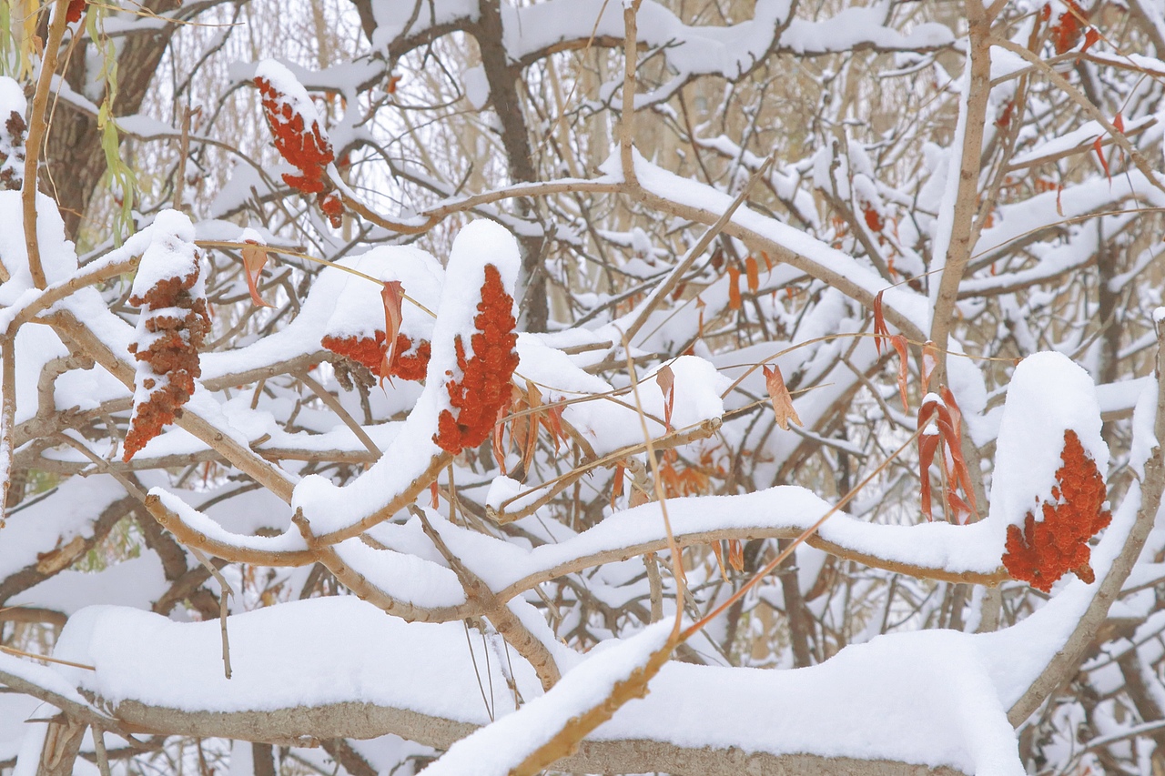 东北的第一场雪，好大。（图ZMjc3NDc2NzY0） - 风光摄影 - 站酷设计师赵彦夫原创素材 - 站酷ZCOOL