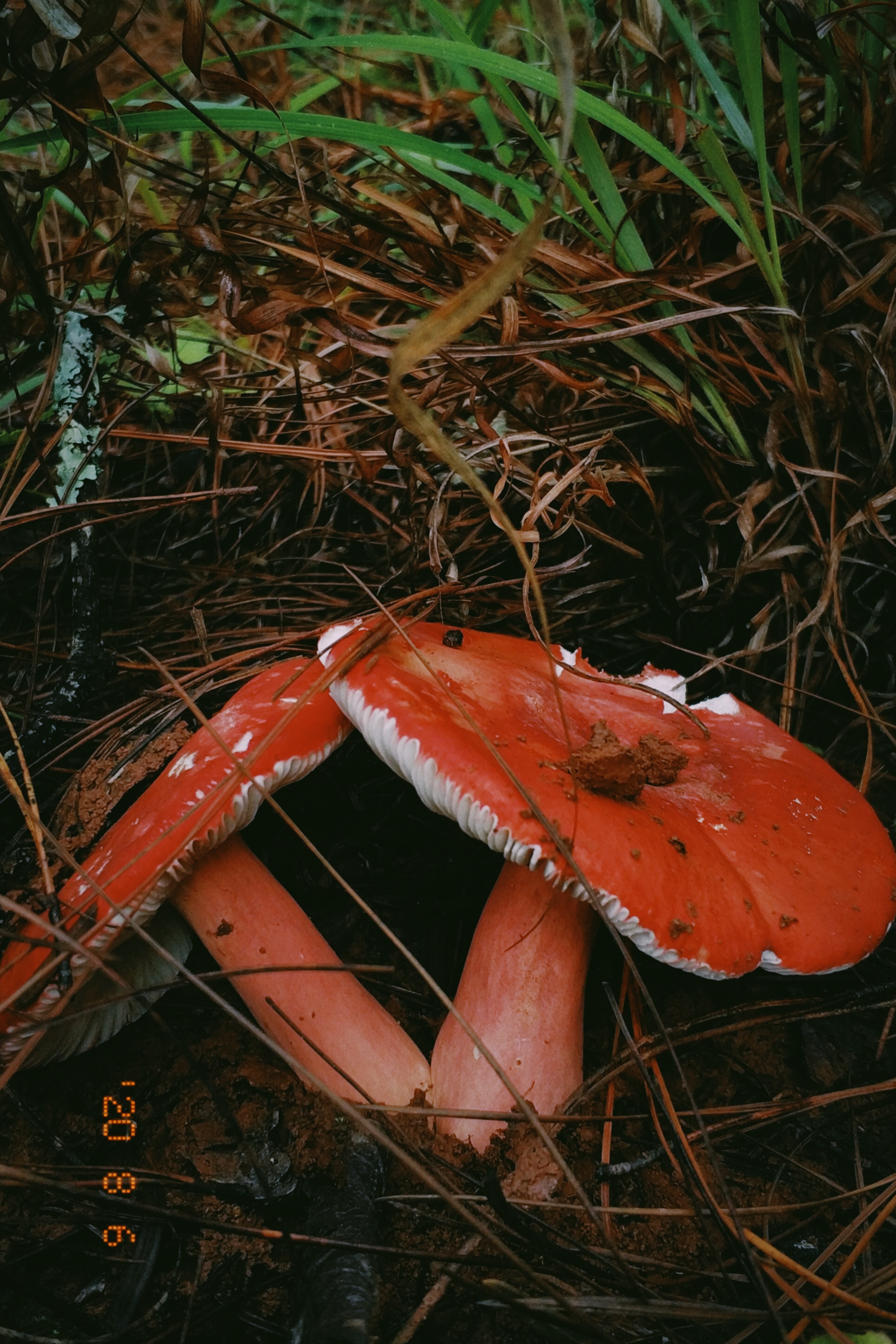 云南野生菌随拍