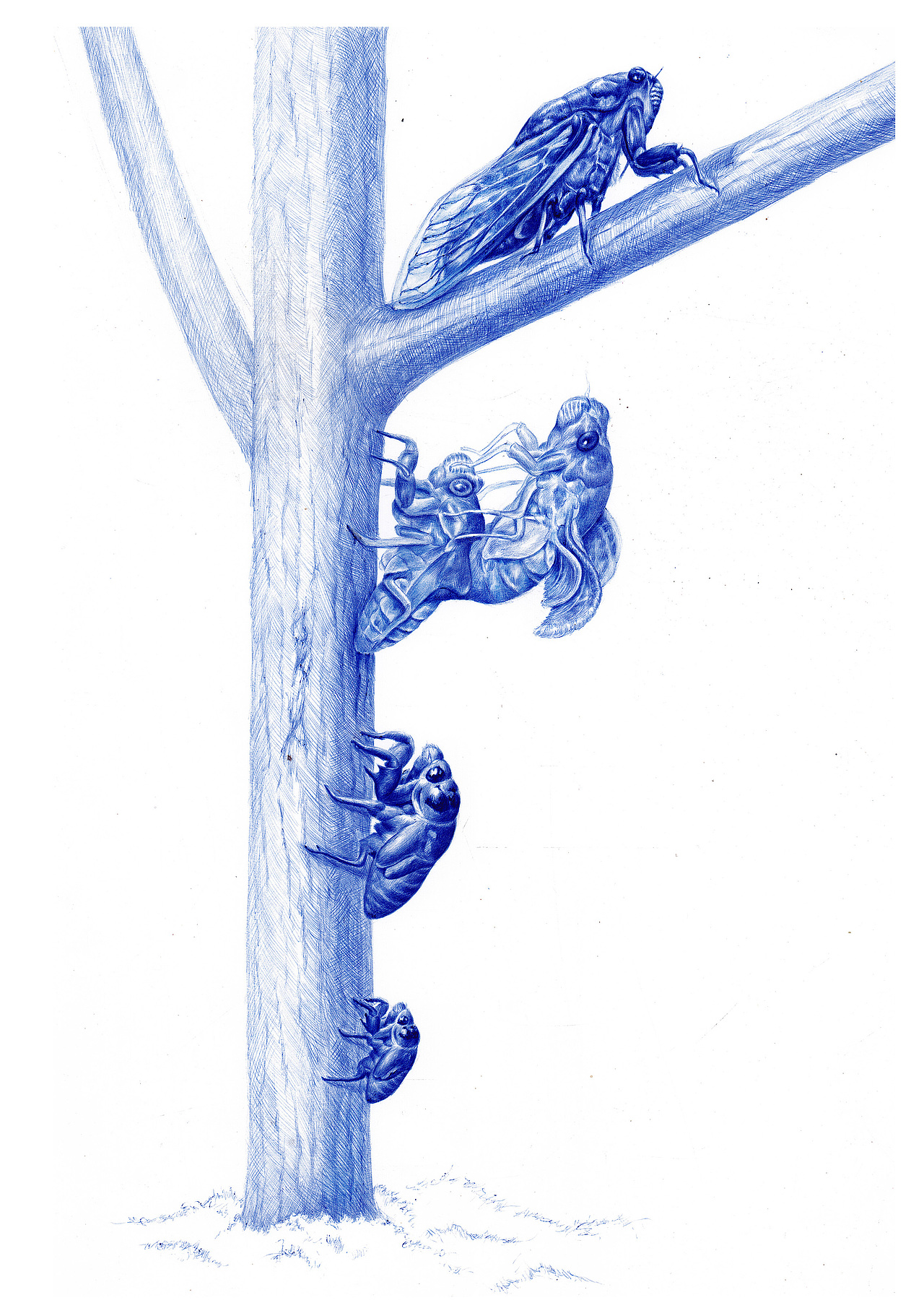 圆珠笔画——《蝉》