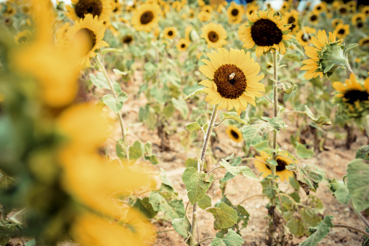 2017.7.30会展中心向日葵（图ZODcwMzQxMjA=） - 风光摄影 - 站酷设计师时差afor原创素材 - 站酷ZCOOL