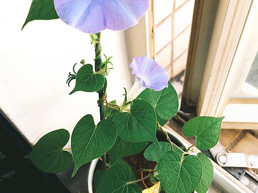 窗台上的小小牵牛花