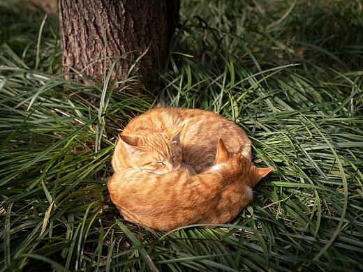 橘八卦：相依相偎的小橘猫们