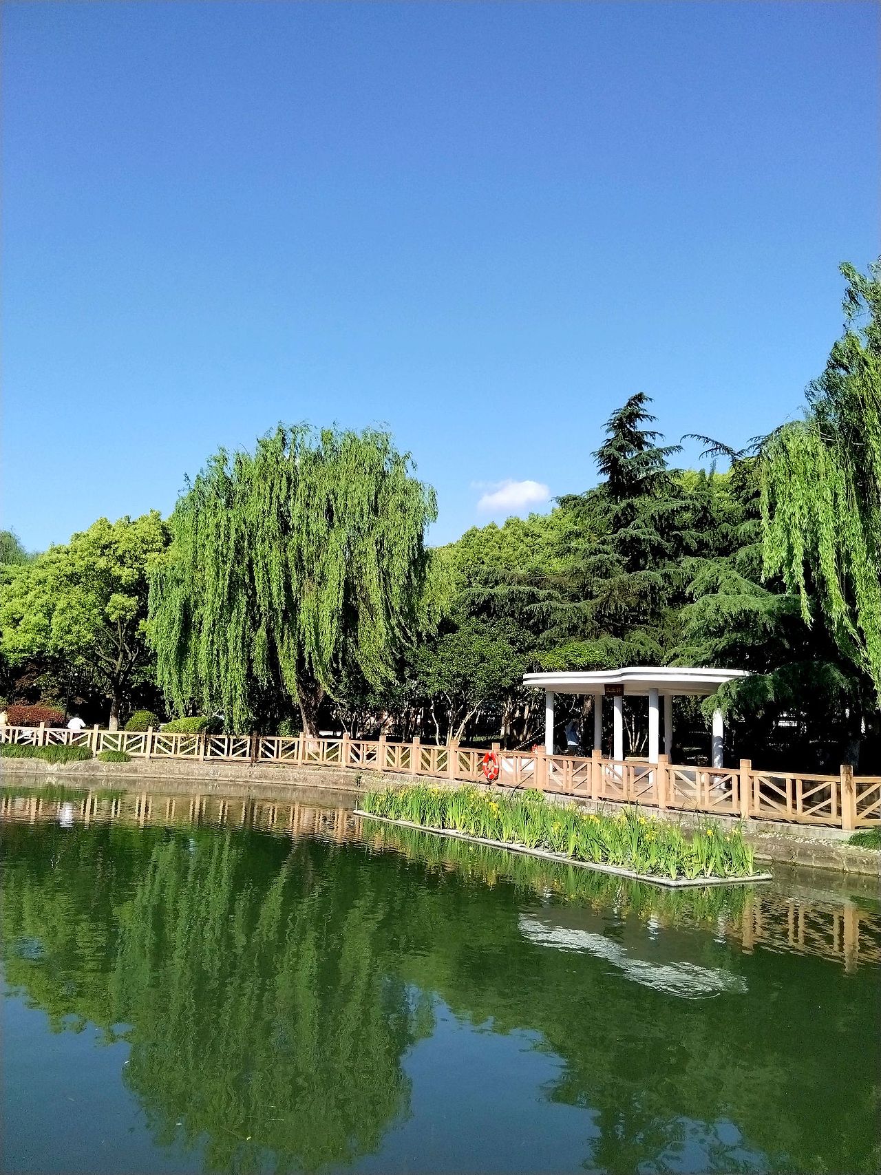 5月打卡,静安.岭南公园