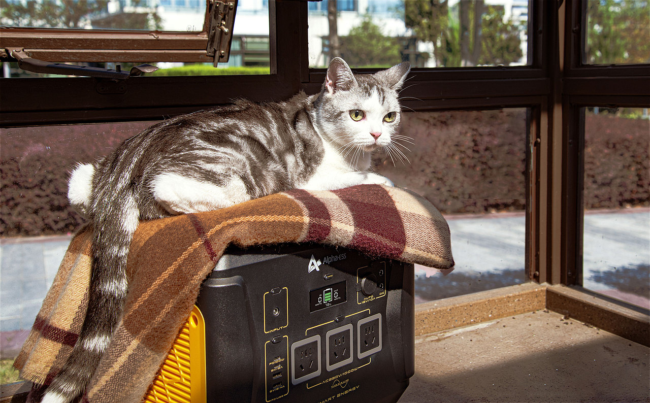 拍一拍自家的猫