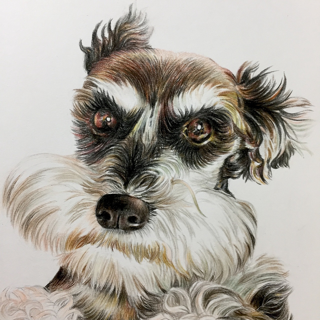 彩铅萌宠雪纳瑞