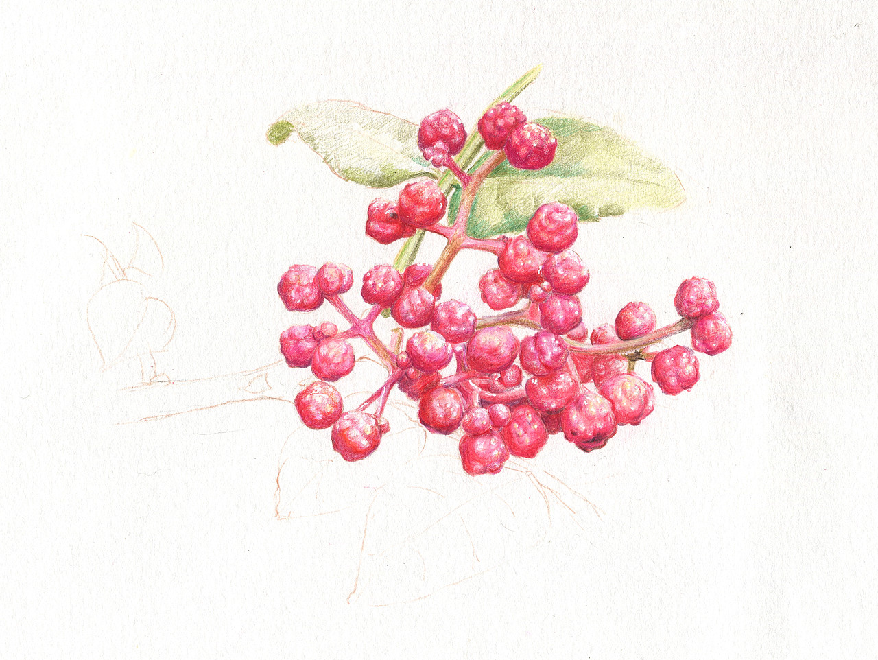 陇南的花椒姑娘 ——大红袍陇南/插画师/4年前/497浏览舒卷_kimi