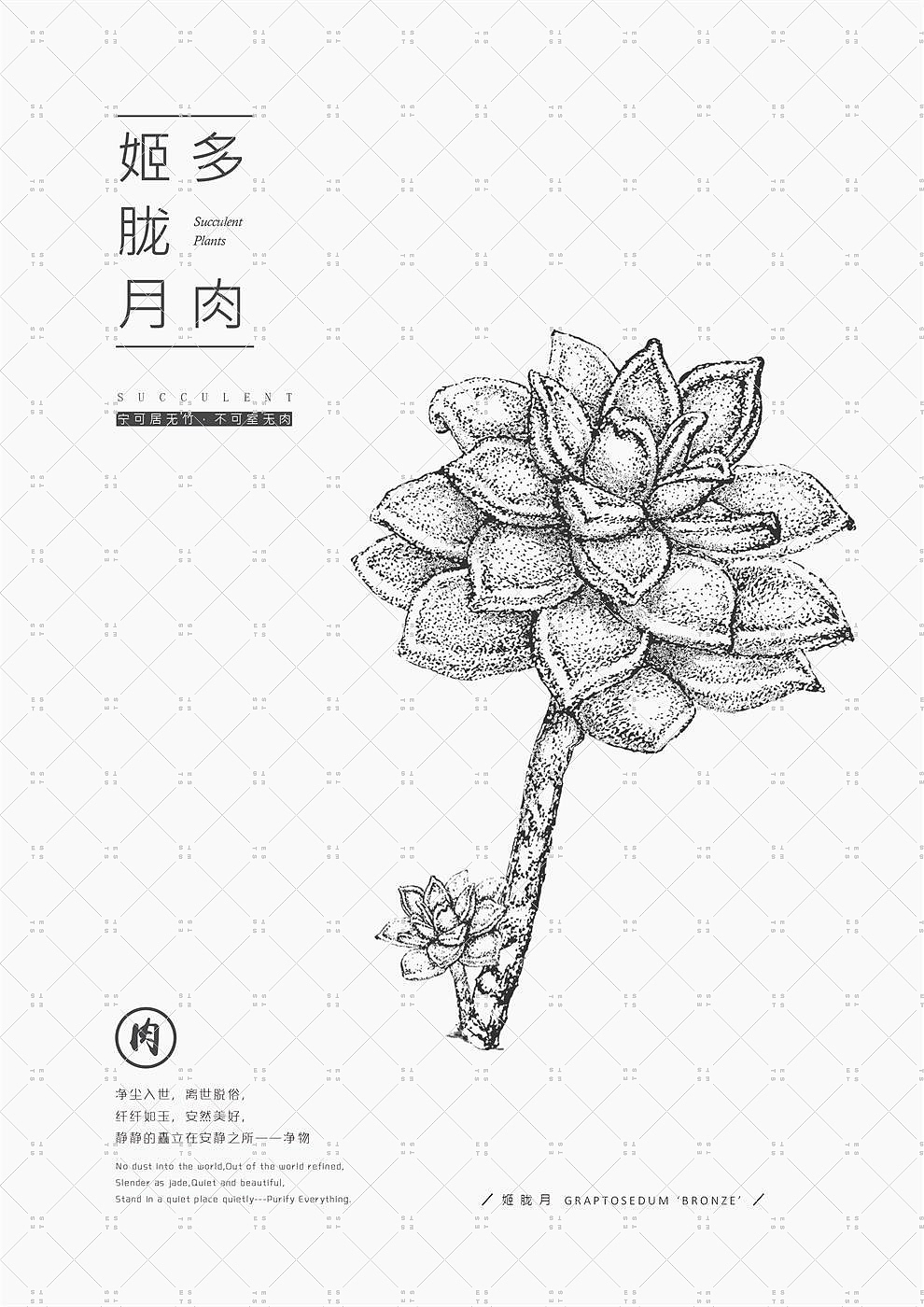 净物（素描多肉）（图ZMTM3OTI1MjA4） - 创作习作 - 站酷设计师ESTS原创素材 - 站酷ZCOOL