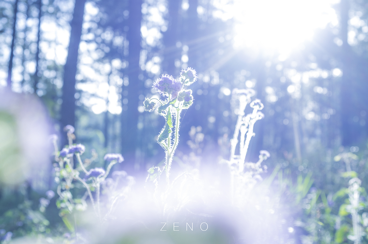 For Summer（图ZODAyNTYyNjA=） - 人文/纪实摄影 - 站酷设计师zenolee原创素材 - 站酷ZCOOL