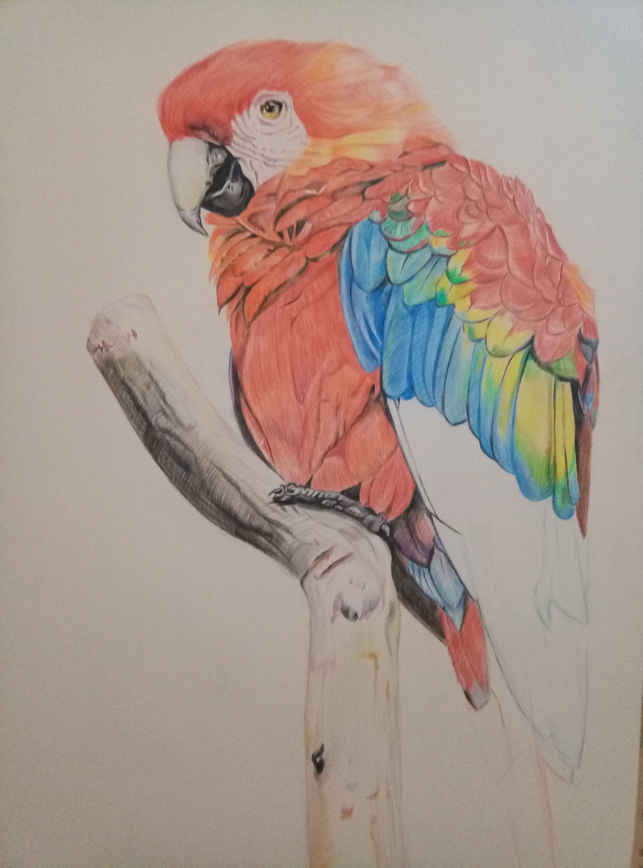 彩铅鹦鹉超写实逼真的绘画作品你值得一看|纯艺术|绘画|小雪绘画 - 原创作品 - 站酷 (ZCOOL)