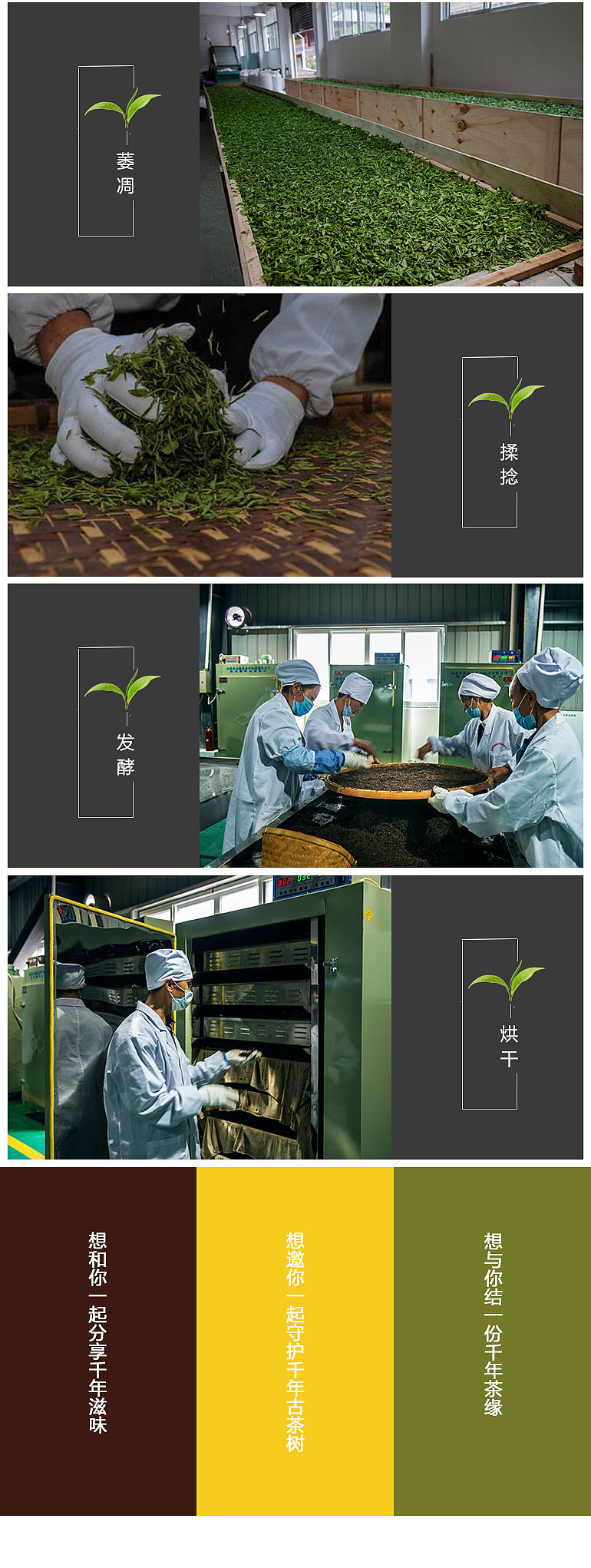 普安红古茶树（图ZODg4NDYyMTY=） - 宣传物料 - 站酷设计师龙观电商原创素材 - 站酷ZCOOL