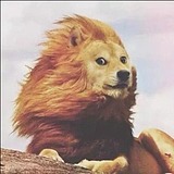 Tigerkinn的头像