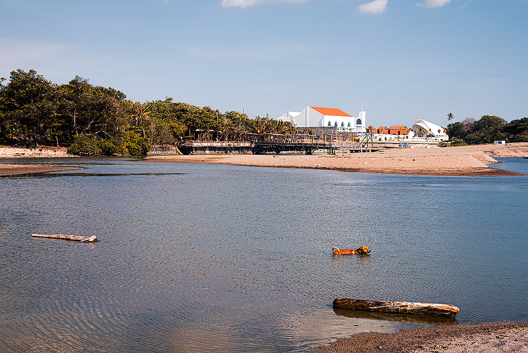 内海降温的小狗