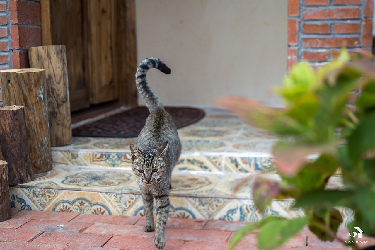 迪士尼网红民宿昔风里木屋 / OWL Homestay（图ZMTkyMTgyODk2） - 环境/建筑摄影 - 站酷设计师像导XiangDao原创素材 - 站酷ZCOOL