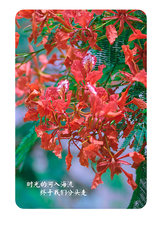 凤凰花开在路口