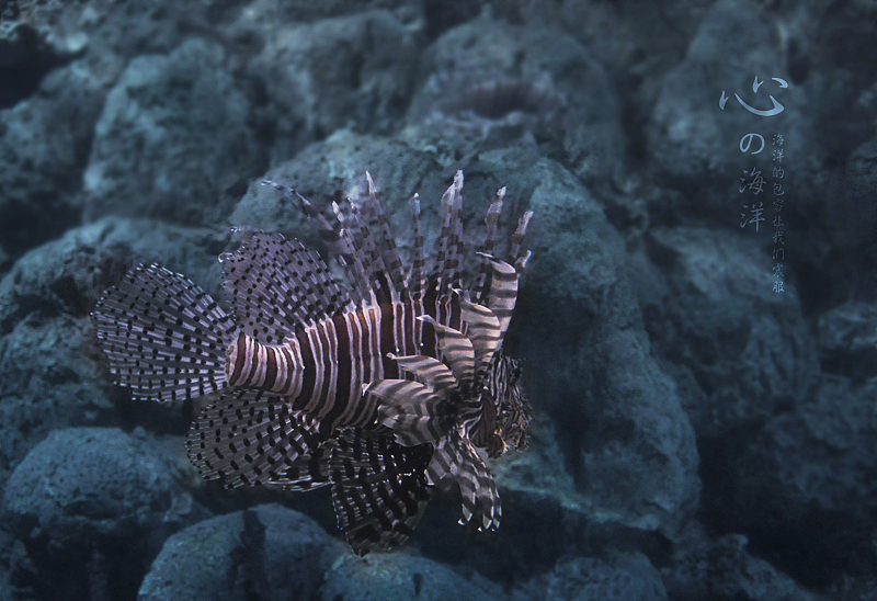 海洋世界走走看看，随手拍——鱼鱼篇（图ZNTg5MjQ0MA==） - 风光摄影 - 站酷设计师zqsundy原创素材 - 站酷ZCOOL