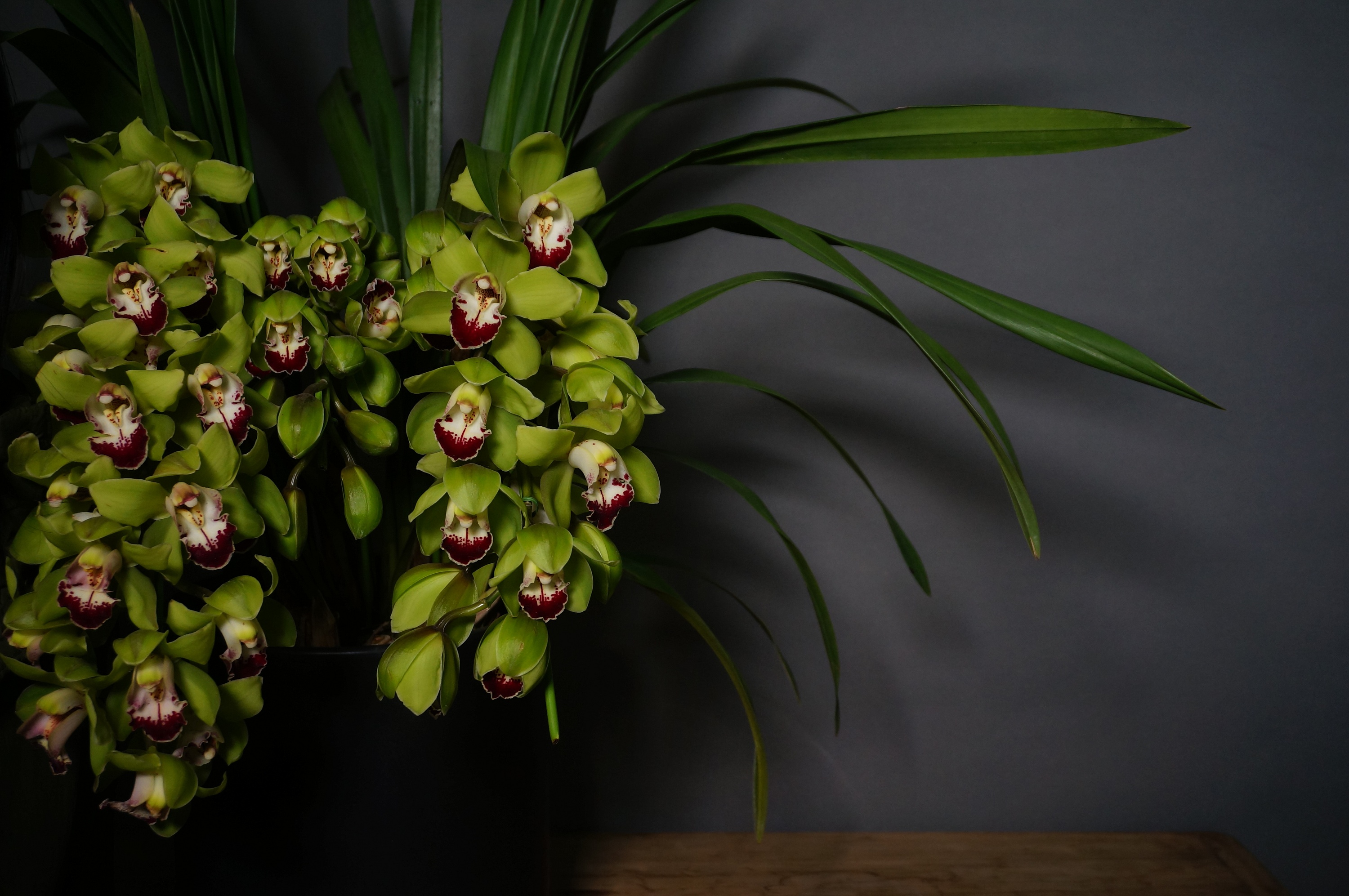 大花蕙兰植物摄影