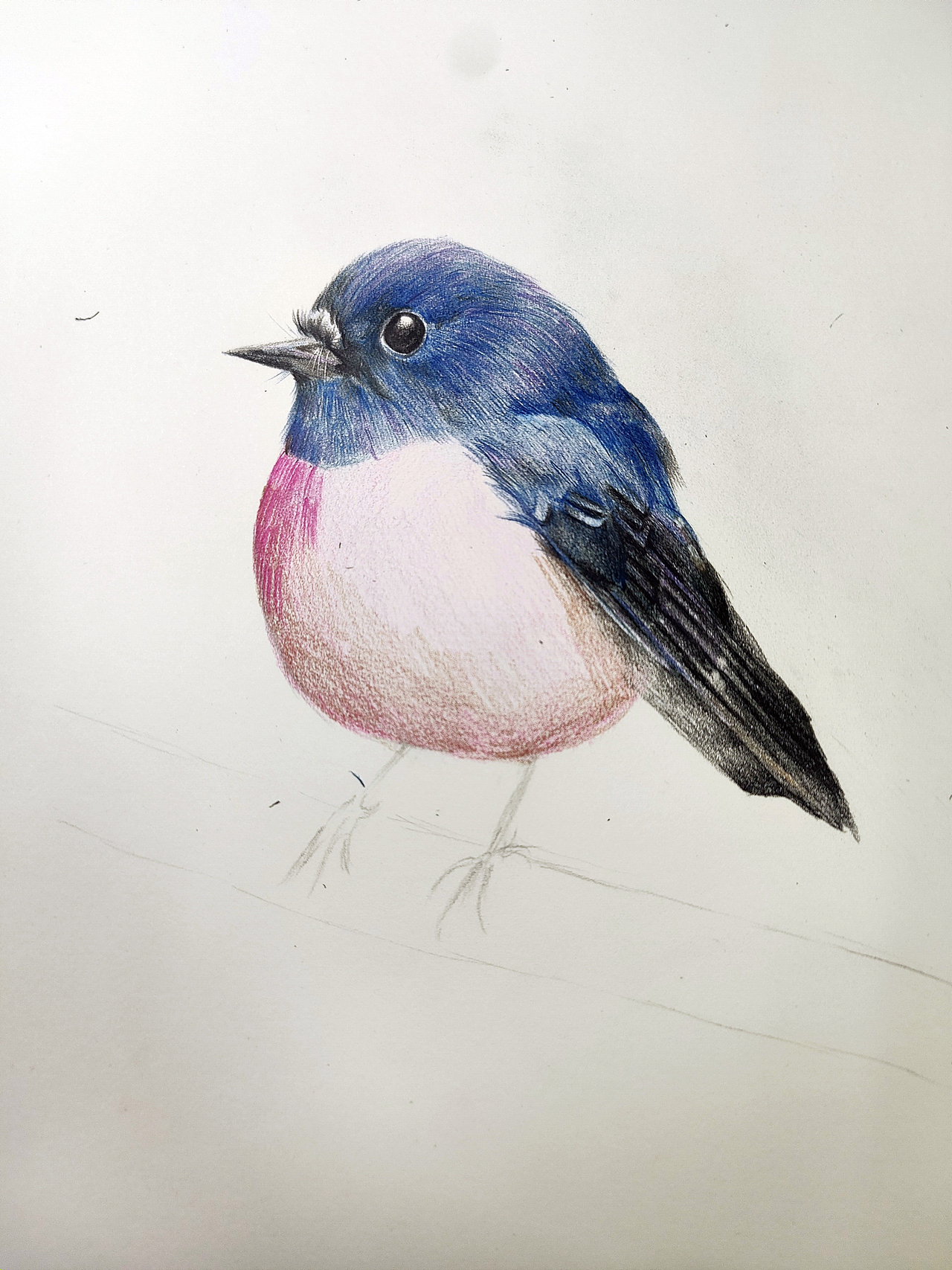 知更鳥（圖ZMjM1NzE0OTg4） - 繪畫 - 站酷設(shè)計師可小萌kiko原創(chuàng)素材 - 站酷ZCOOL