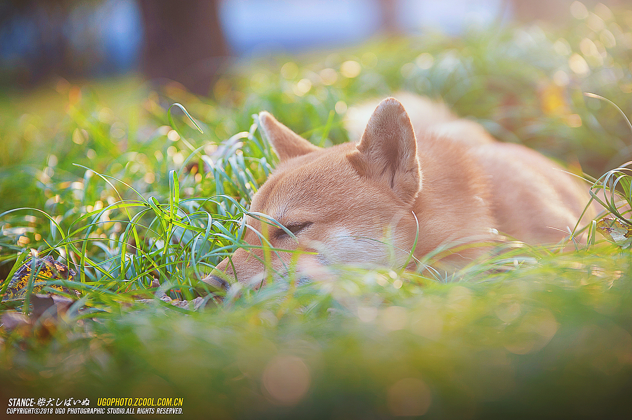 柴犬しばいぬ专辑【动物摄影师何某某个人作品21】（图ZMTE1MzM1MDA4） - 宠物摄影 - 站酷设计师超级何某某原创素材 - 站酷ZCOOL