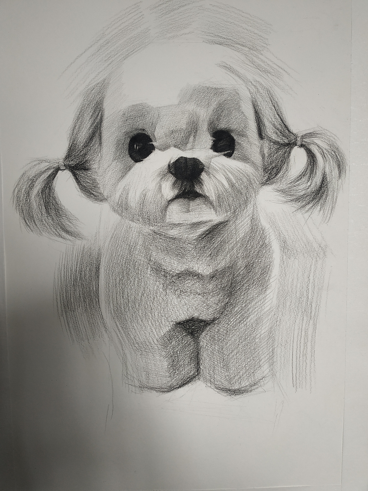 素描·宠物比熊