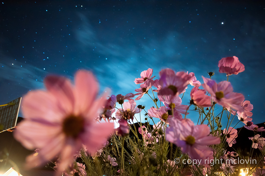 星空下的格桑梅朵cosmos bipinnatus in tibet（图ZOTczMzA0NA==） - 风光摄影 - 站酷设计师mclovin原创素材 - 站酷ZCOOL