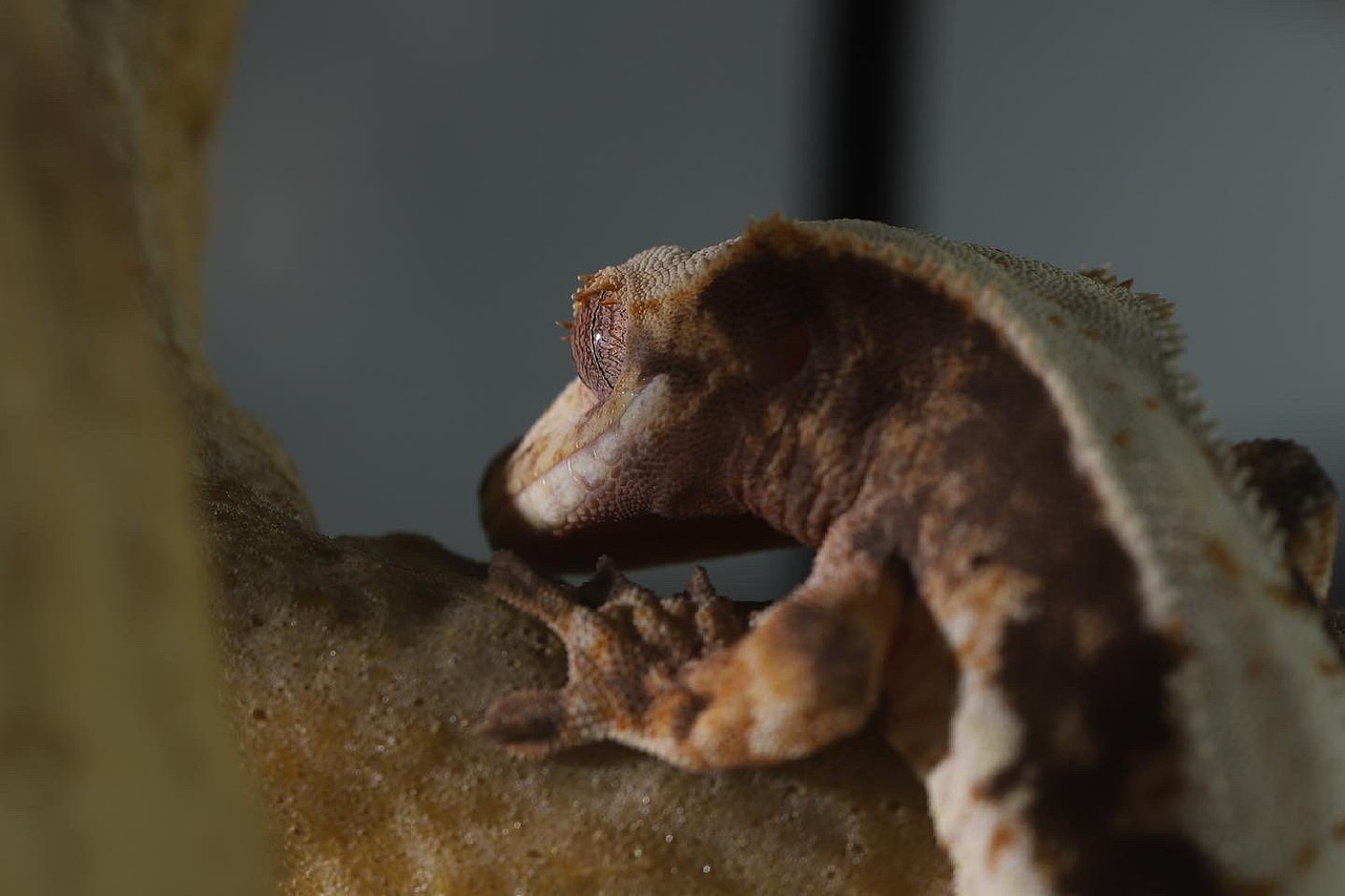 莉莉白3号的日常记录（图ZMjU3OTQwMTQ4） - 其他 - 站酷设计师荞麦居士原创素材 - 站酷ZCOOL