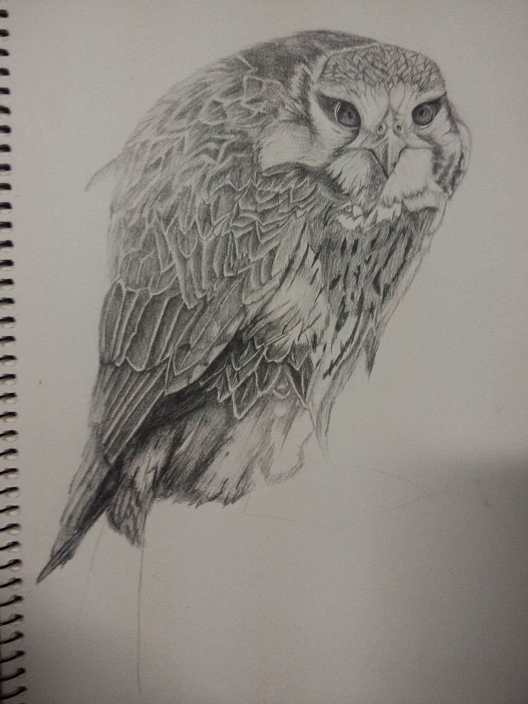 第二个手绘作品:雏鹰