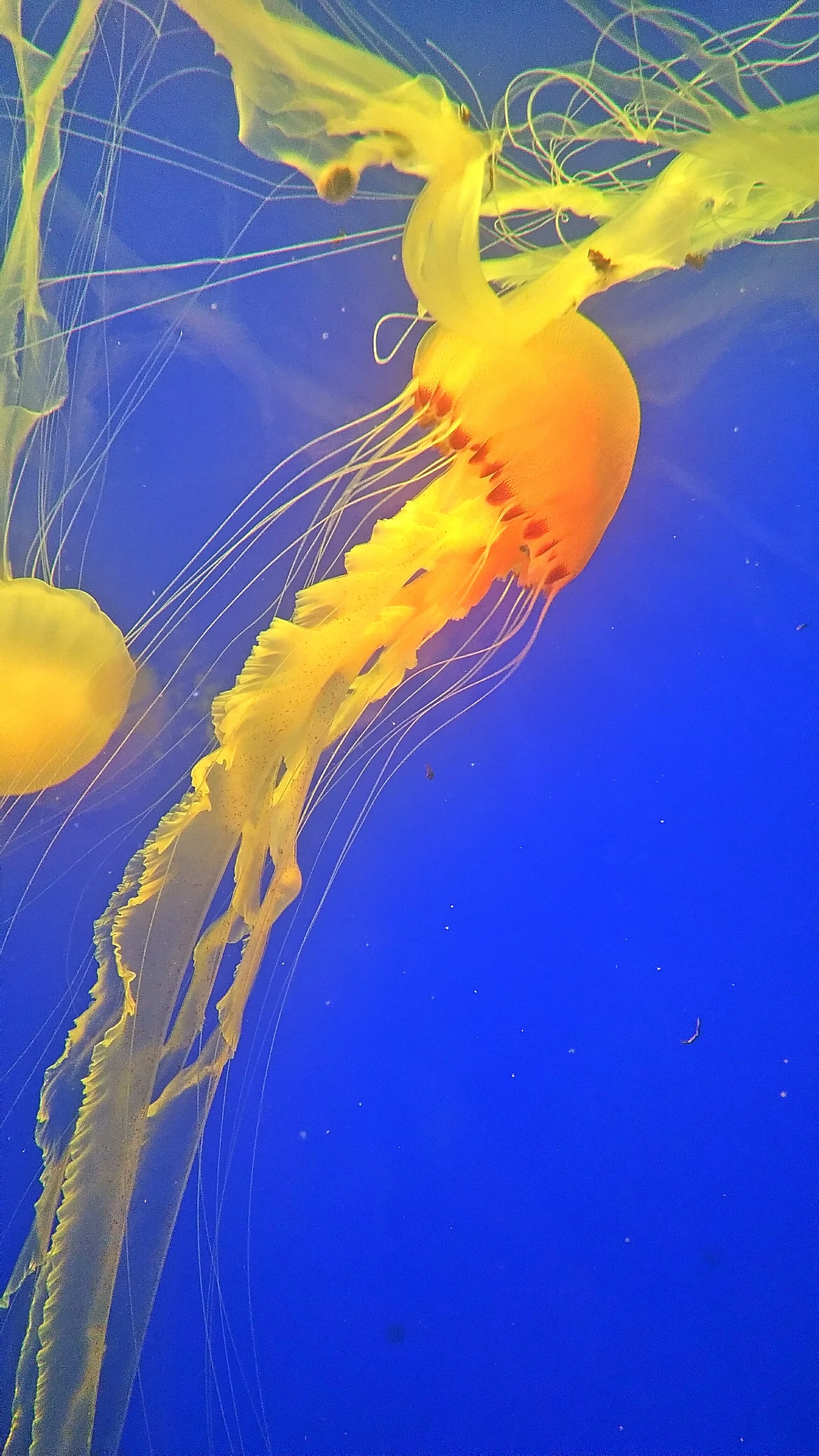 水母,海洋的水彩画