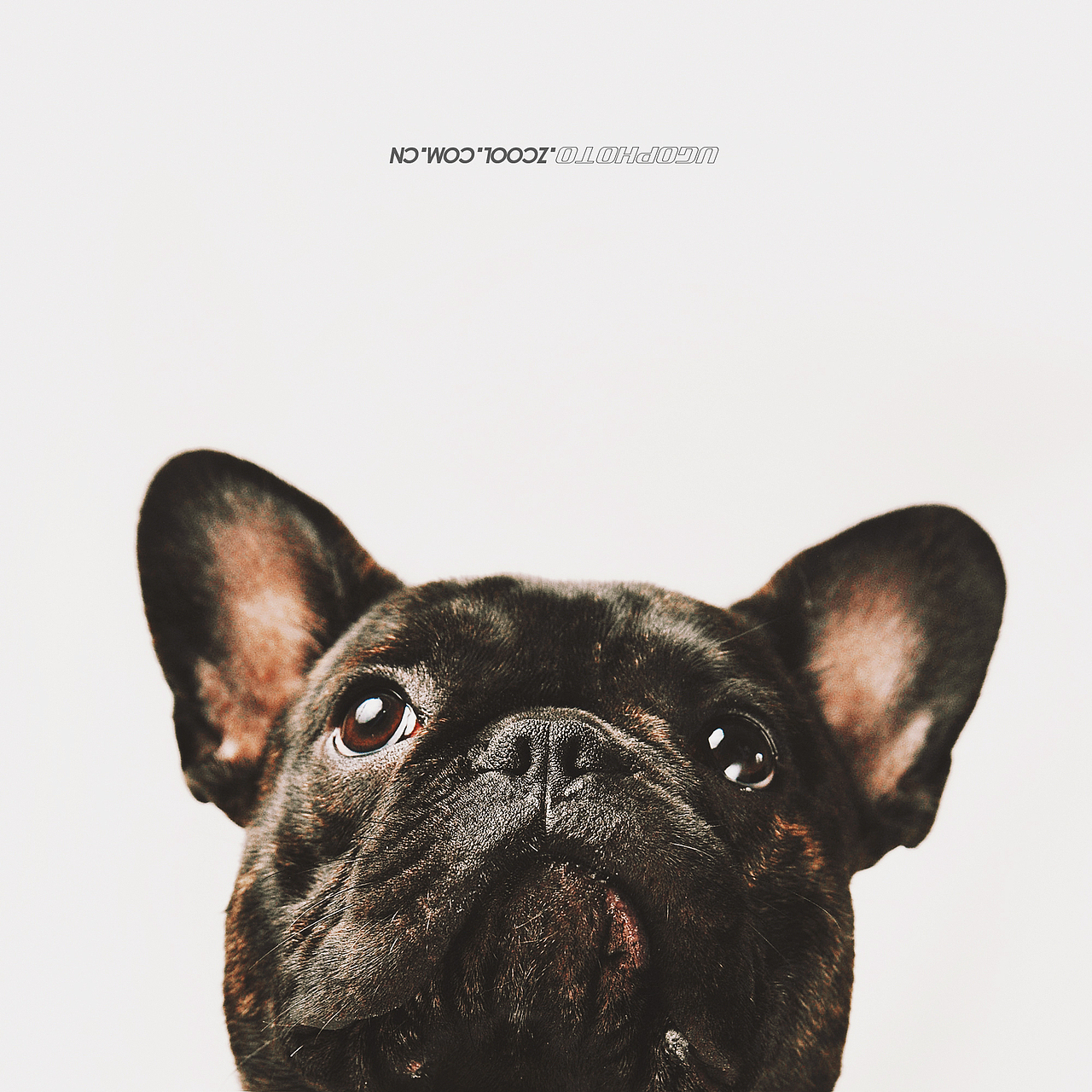 real smile笑的渐进式【动物摄影师何某某个人作品25】