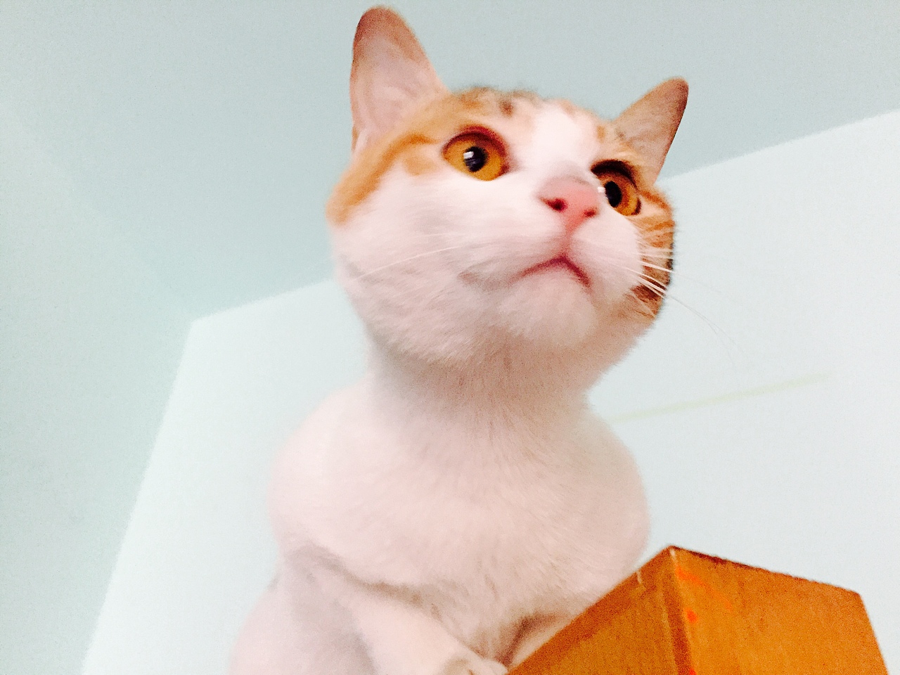 老娘是一只高傲的cat