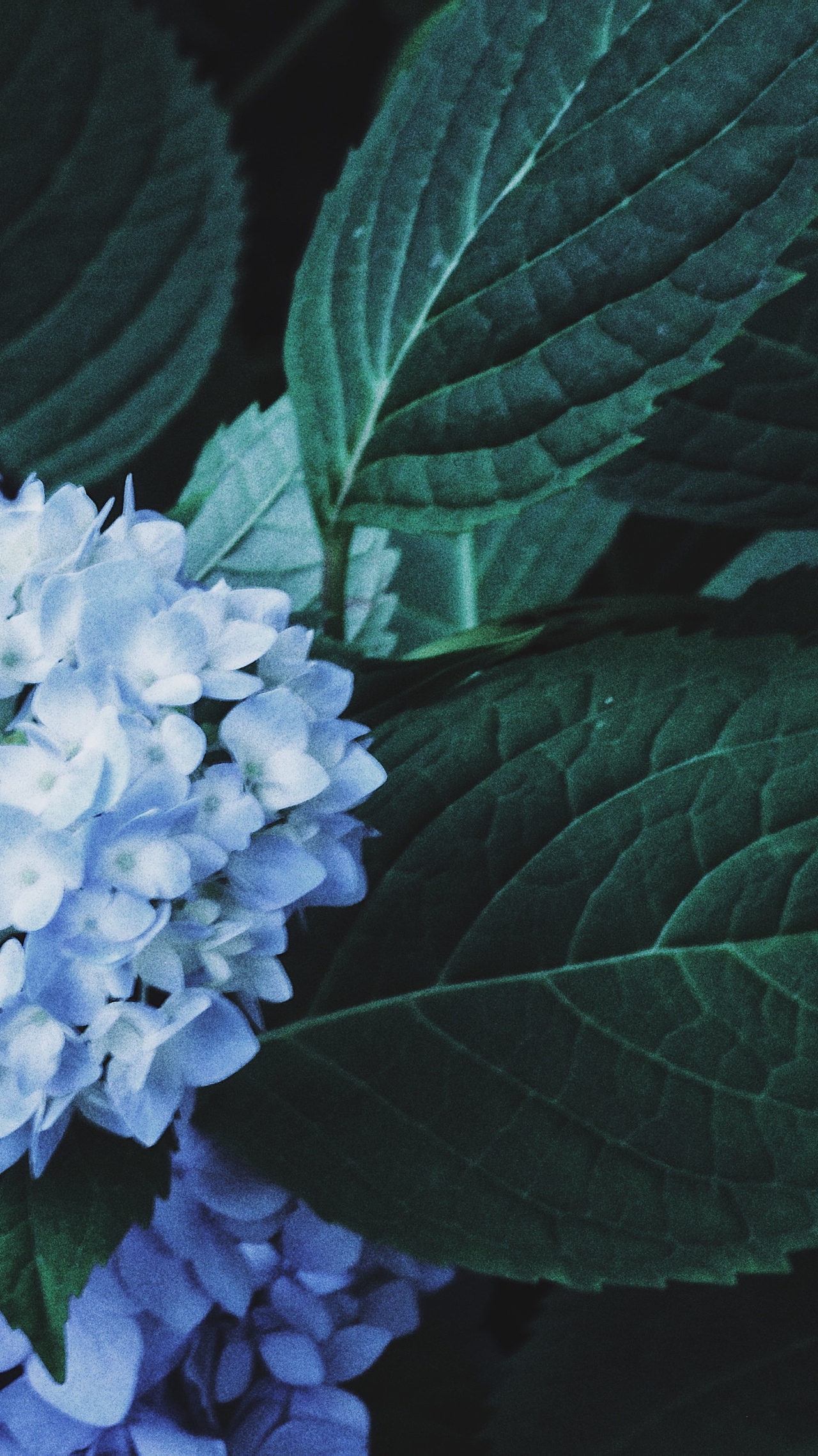 你能砍掉所有的鲜花,但你不能阻止春天的到来