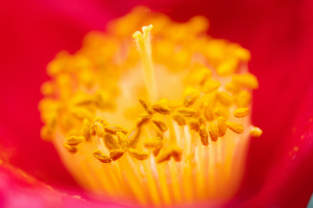 蜜蜂与山茶（图ZMjQ1NjE1ODk2） - 风光摄影 - 站酷设计师明日的罗德斯原创素材 - 站酷ZCOOL