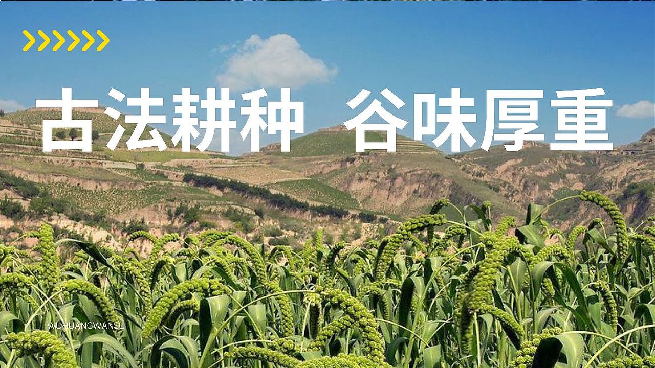 山西武黄万穗小米logo