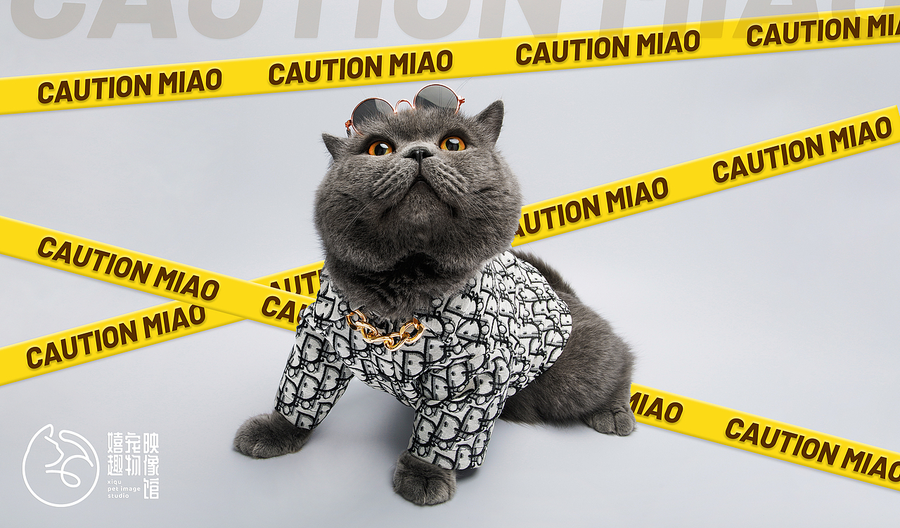 猫咖猫咪拍摄（图ZMjMwNzkyMzcy） - 宠物摄影 - 站酷设计师catundereaves原创素材 - 站酷ZCOOL